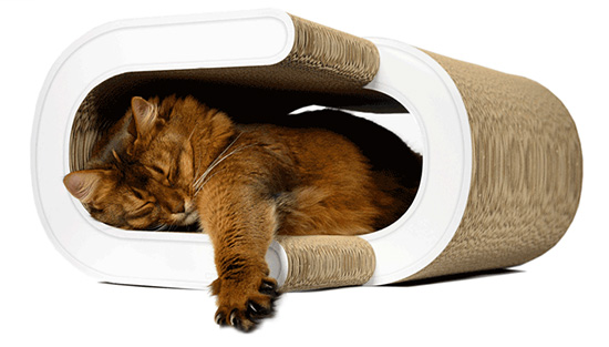 cat-on4