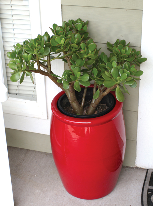 jadeplantredpot