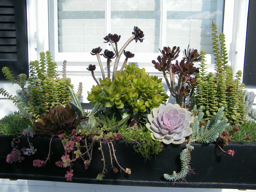 window-box-with-succulents