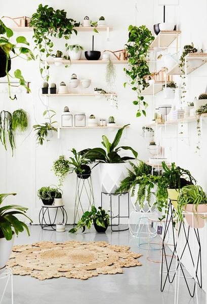 houseplants-display-ideas-5_grande