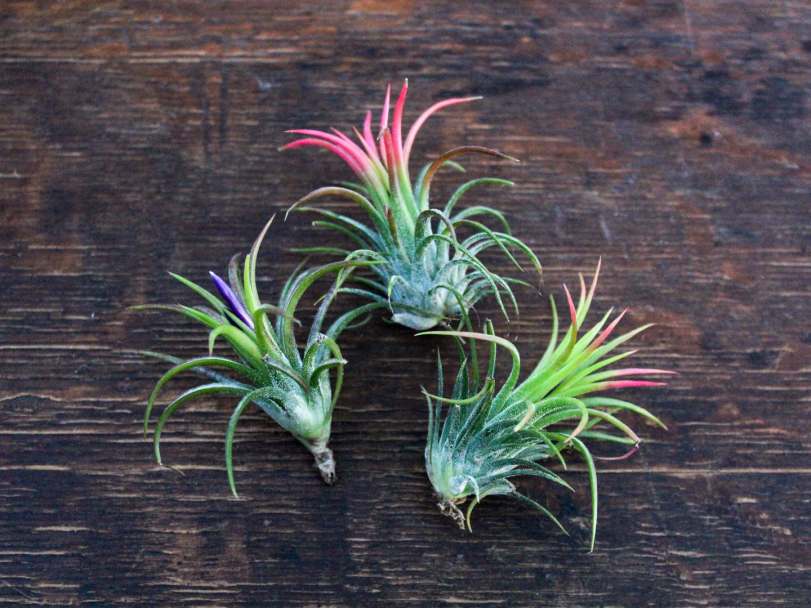 ionantha-fuego-air-plant-trio-pack